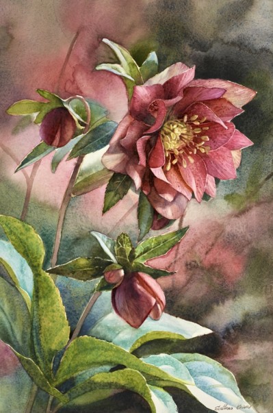 Hellebores