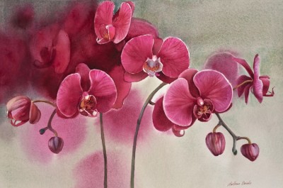 Red Orchids