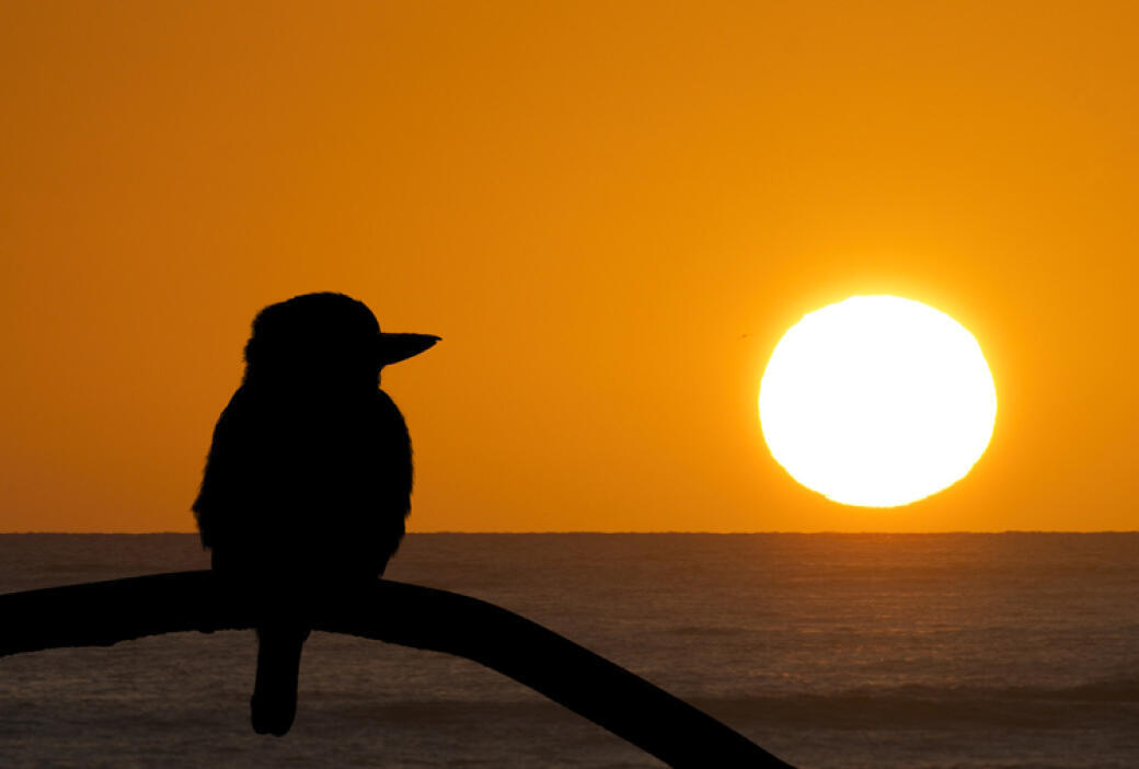Sunrise Watch