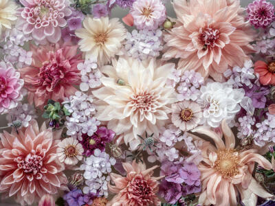 Dahlia In Pastel