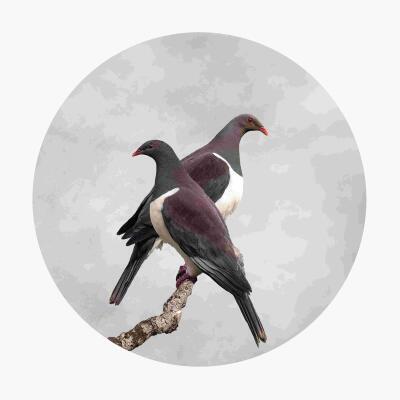 Kereru Duo