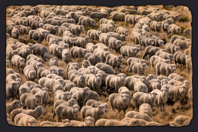 The Flock