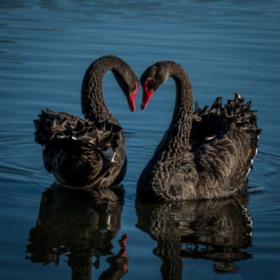 The Heart of Affection
