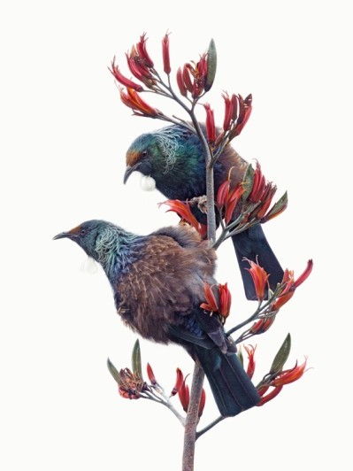Tui Duet White