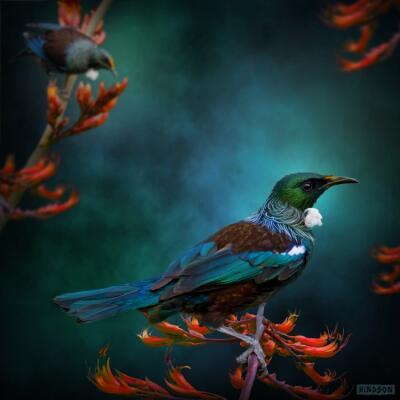 Tui Mates