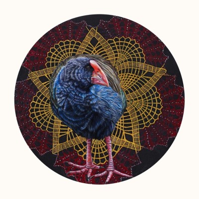 New Zealand Pukeko