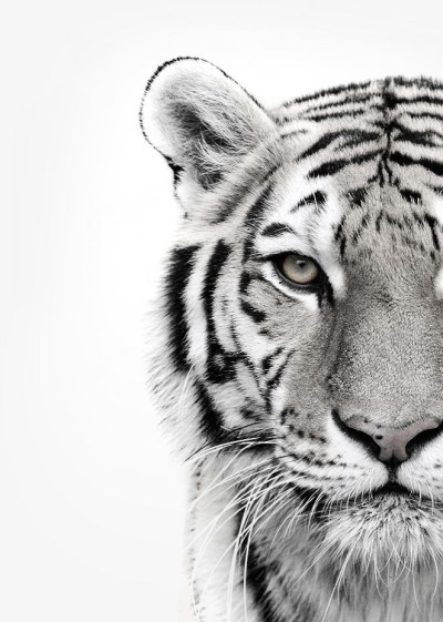 White Tiger