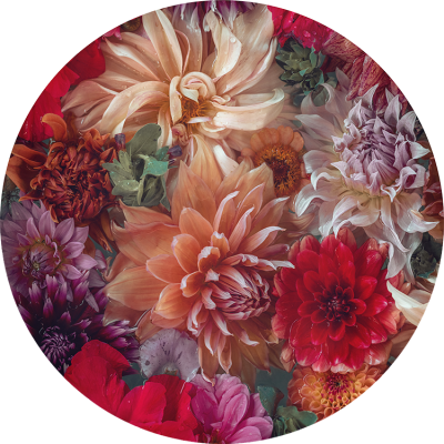 Dahlias
