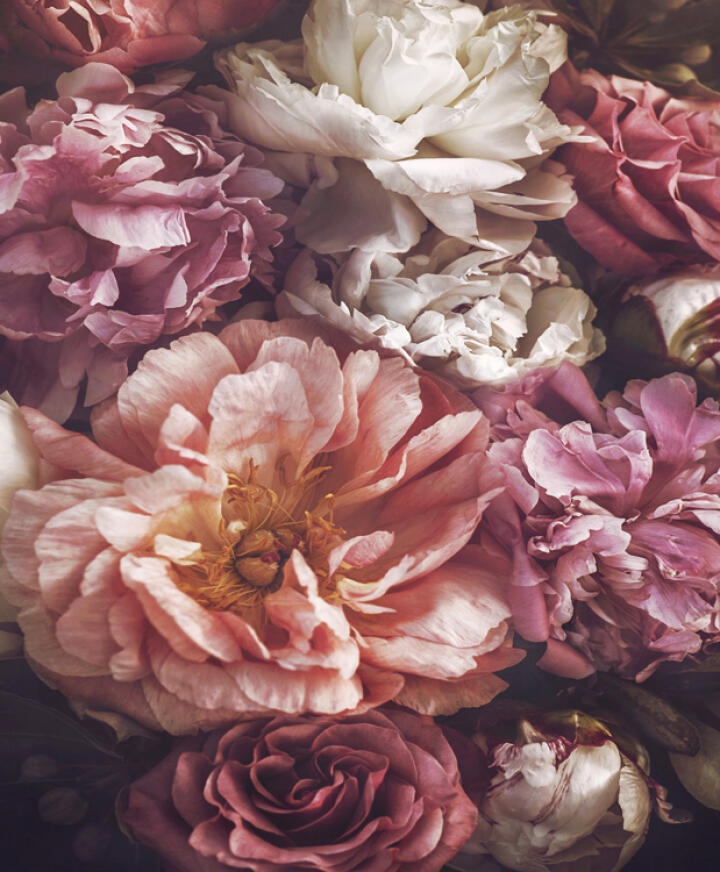 Bloom