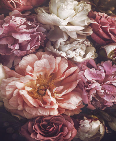 Bloom