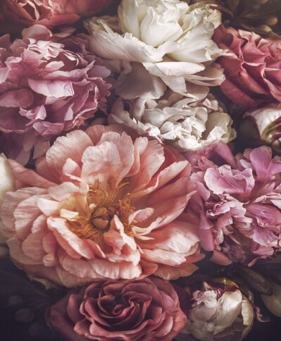 Bloom